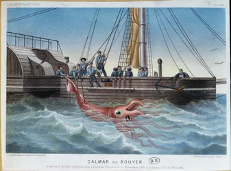 The Giant Squid Caught by the Alecton off the Coast of Tenerife, 30th November 1861, engraved by Leblanc & Picart